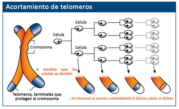 telomero-ilustracion